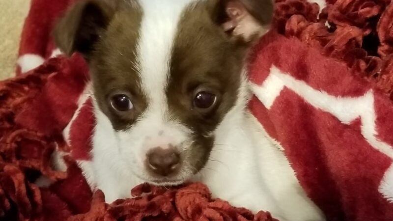 Quincy Animal Shelter - Quincy, WA