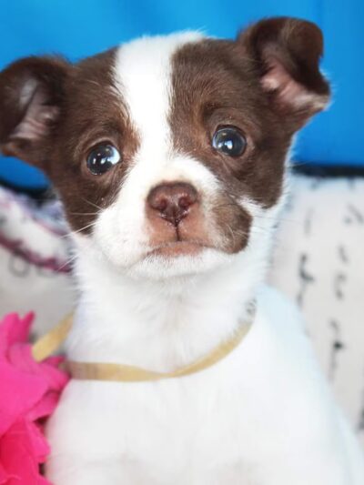 Quincy Animal Shelter - Quincy, WA