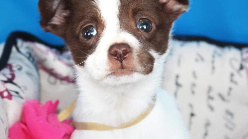 Quincy Animal Shelter - Quincy, WA