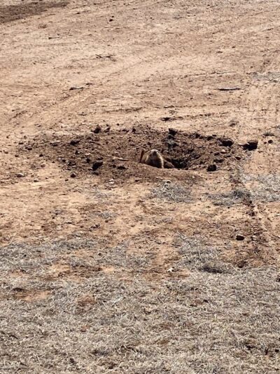 Prairie Dog Pasture - Quitaque, TX