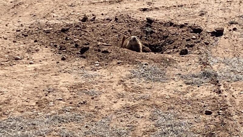 Prairie Dog Pasture - Quitaque, TX