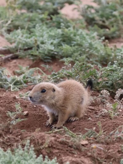 Prairie Dog Pasture - Quitaque, TX
