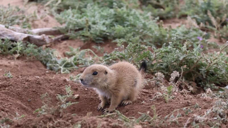 Prairie Dog Pasture - Quitaque, TX