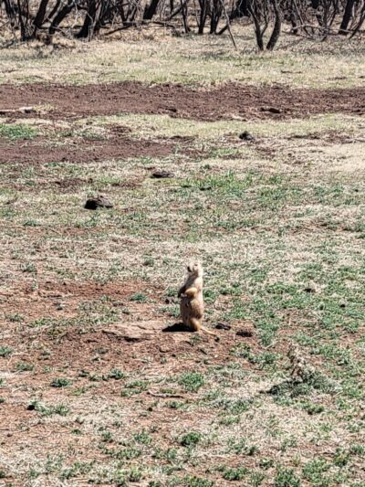Prairie Dog Pasture - Quitaque, TX