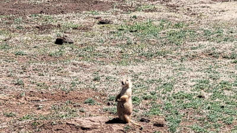 Prairie Dog Pasture - Quitaque, TX