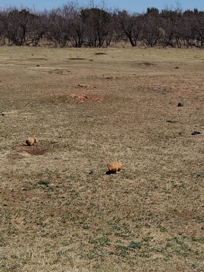 Prairie Dog Pasture - Quitaque, TX