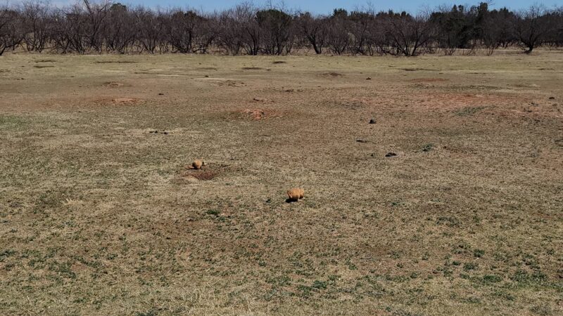 Prairie Dog Pasture - Quitaque, TX