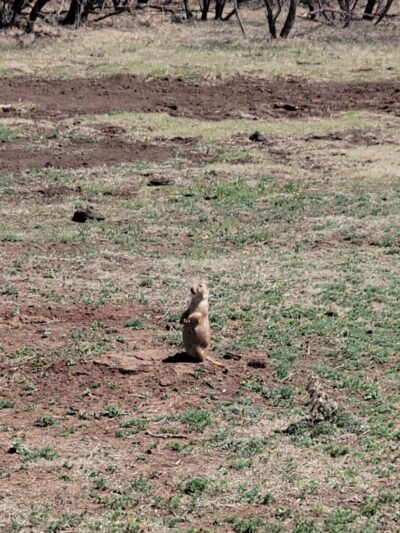 Prairie Dog Pasture - Quitaque, TX