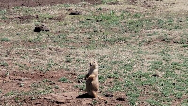 Prairie Dog Pasture - Quitaque, TX