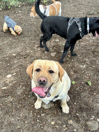 Rain City Dog Walks - ,