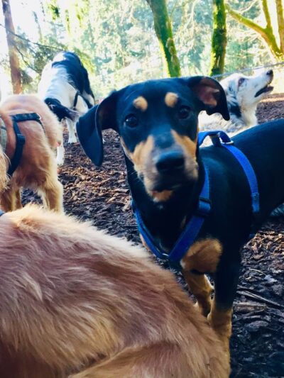 Rain City Dog Walks - ,