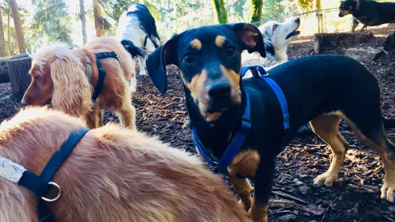 Rain City Dog Walks - ,