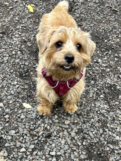 Rain City Dog Walks - ,