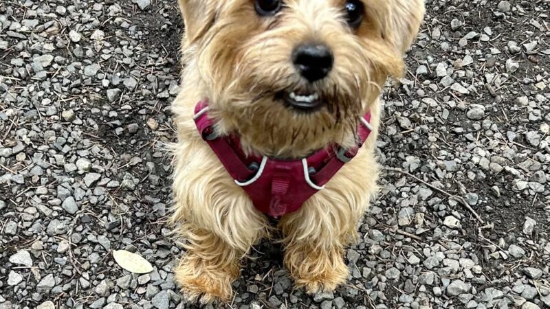 Rain City Dog Walks - ,