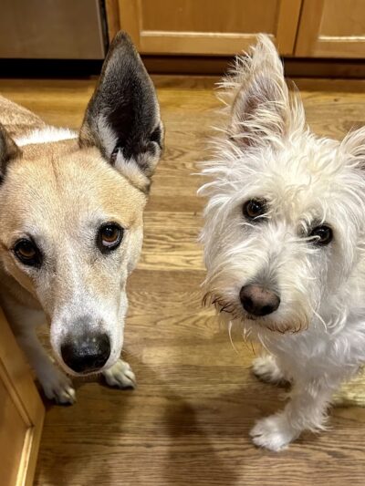 Rain City Dog Walks - ,