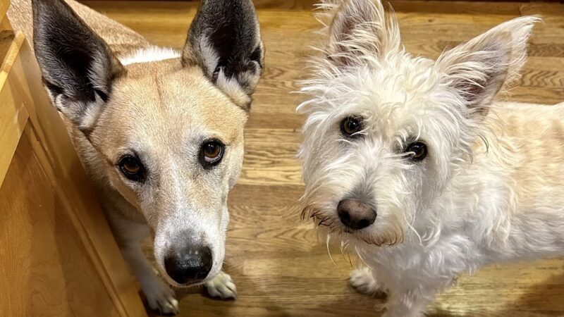 Rain City Dog Walks - ,