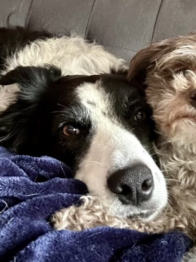 Rain City Dog Walks - ,