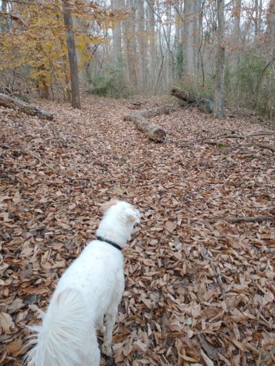 Allen H Leonard Memorial Park - Ramseur, NC
