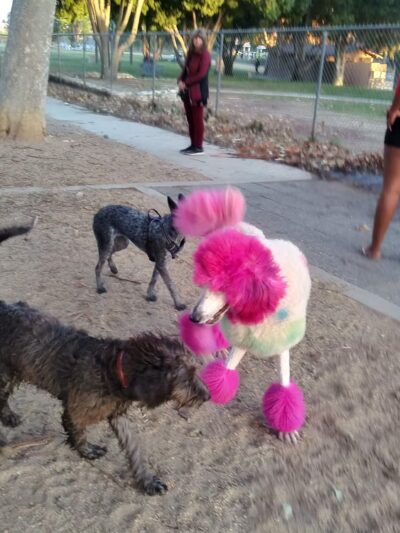Dog park - Rancho Cucamonga, CA