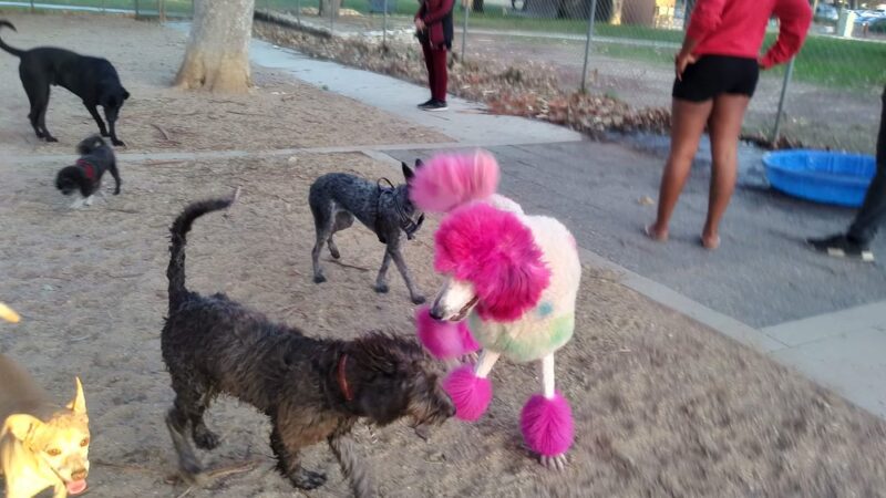 Dog park - Rancho Cucamonga, CA
