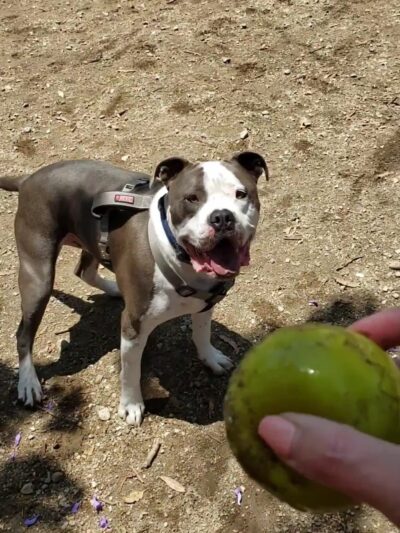 Dog park - Rancho Cucamonga, CA