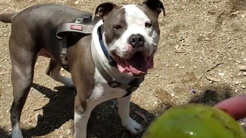 Dog park - Rancho Cucamonga, CA