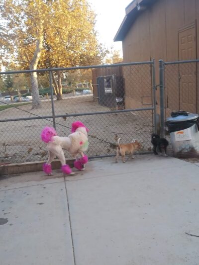 Dog park - Rancho Cucamonga, CA