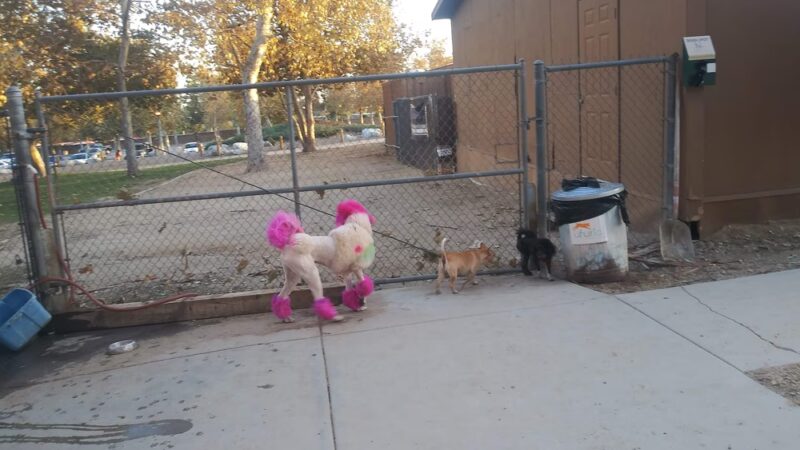 Dog park - Rancho Cucamonga, CA