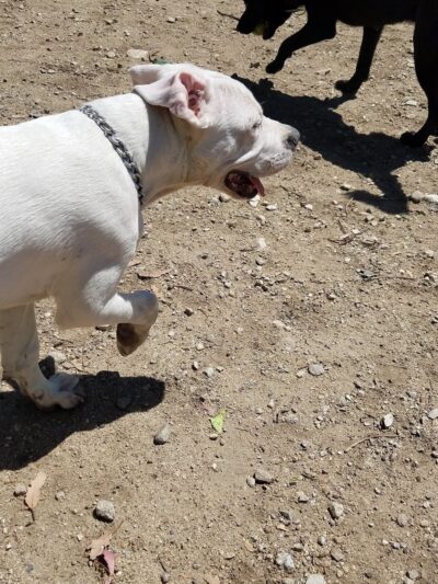 Dog park - Rancho Cucamonga, CA