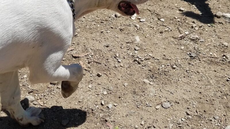 Dog park - Rancho Cucamonga, CA