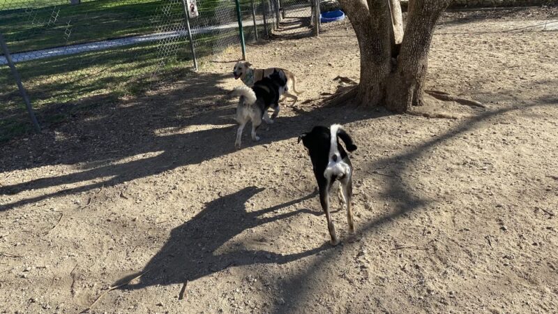 Etiwanda Creek Dog Park - Rancho Cucamonga, CA