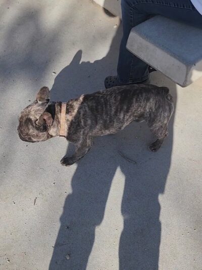 Etiwanda Creek Dog Park - Rancho Cucamonga, CA