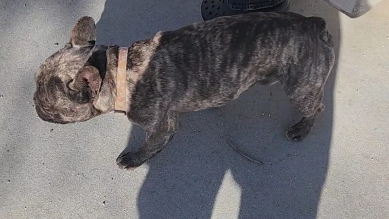 Etiwanda Creek Dog Park - Rancho Cucamonga, CA