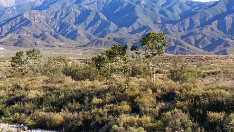 Etiwanda Creek Dog Park - Rancho Cucamonga, CA