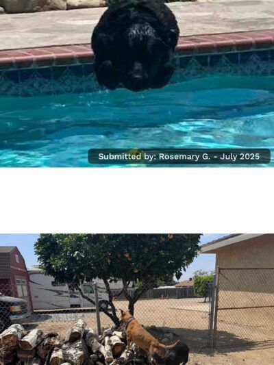 Pup Paradise (Rancho Cucamonga) Sniff Spot Private Pup Play 🐶 - Rancho Cucamonga, CA