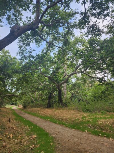Cañada Vista Dog Park - Rancho Santa Margarita, CA