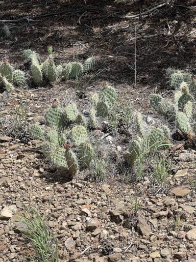 Rio Grande Del Rancho Trail 18 (North Trailhead) - Ranchos De Taos, NM