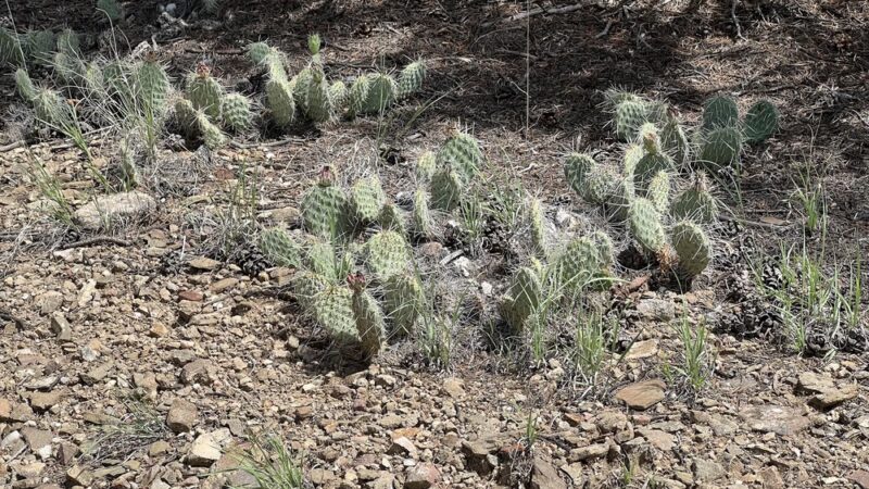 Rio Grande Del Rancho Trail 18 (North Trailhead) - Ranchos De Taos, NM