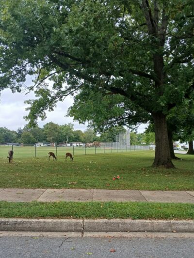 Scotts Level Park - Randallstown, MD