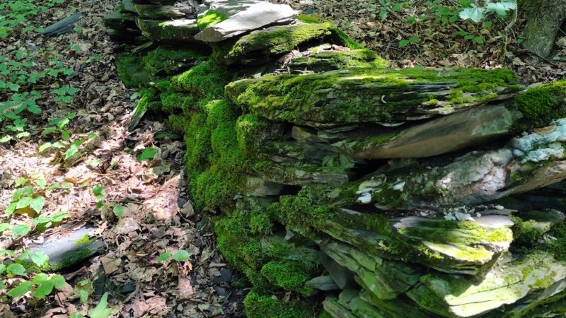Allis State Park - Randolph, VT