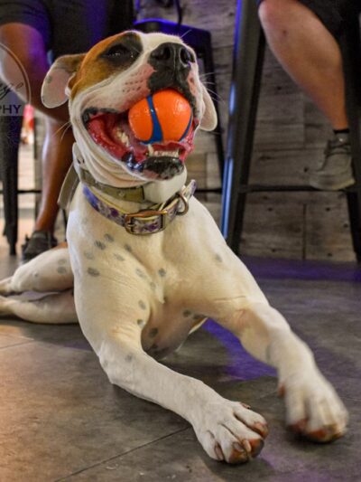 Bar K-9 - Rapid City, SD