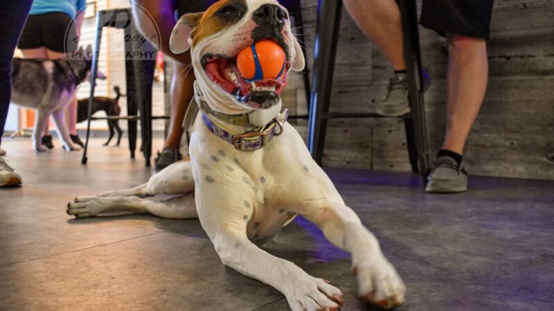 Bar K-9 - Rapid City, SD