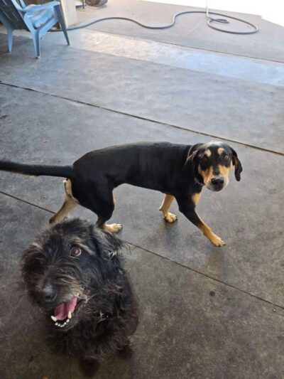 Barking K-9 - Rapid City, SD