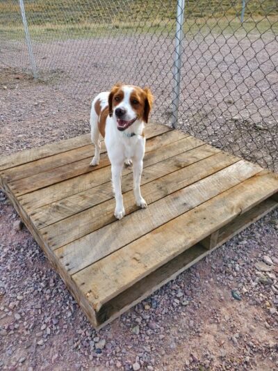 Barking K-9 - Rapid City, SD