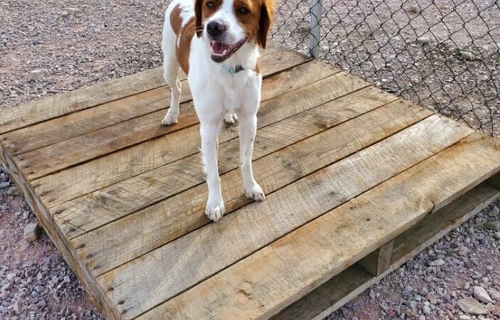 Barking K-9 - Rapid City, SD