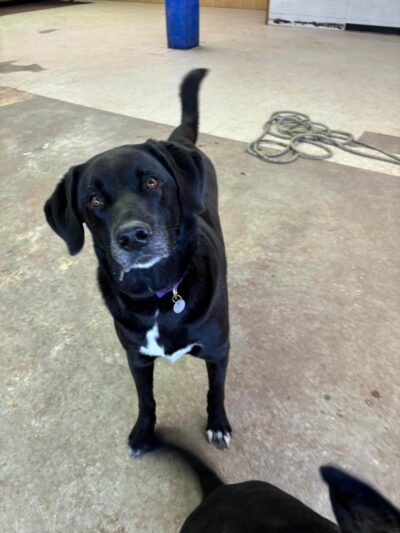 Barking K-9 - Rapid City, SD