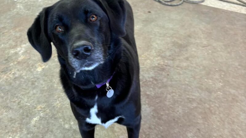 Barking K-9 - Rapid City, SD