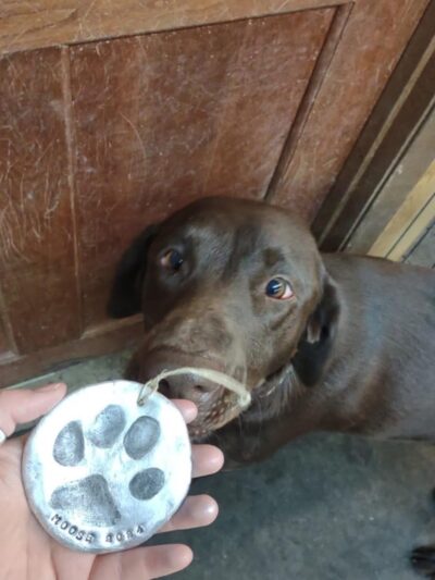 Barking K-9 - Rapid City, SD
