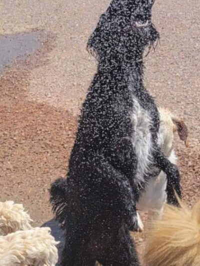 Barking K-9 - Rapid City, SD