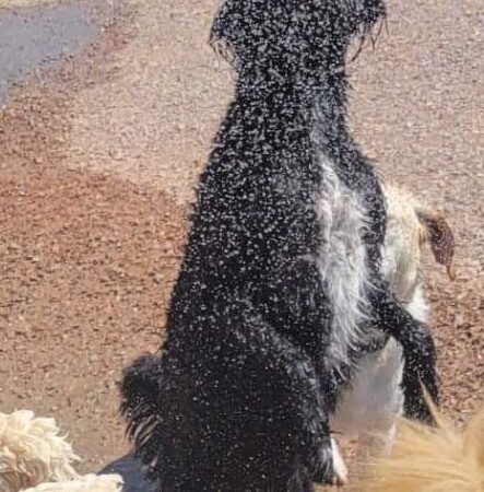 Barking K-9 - Rapid City, SD